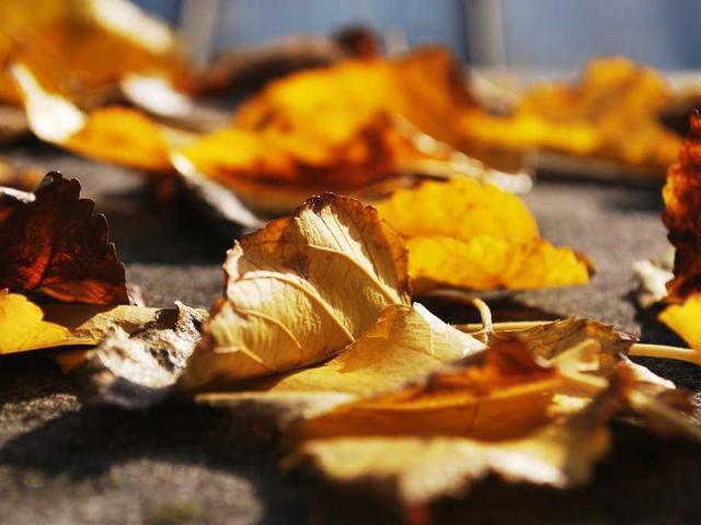 althea_larson_H3aB