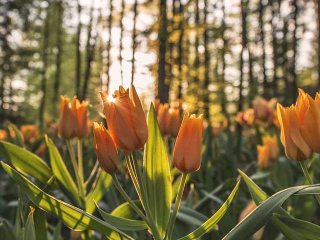 rahsaan_schaden_oS4w