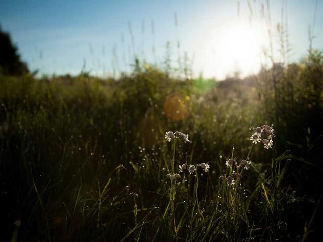 schaefer_guiseppe_sIe5