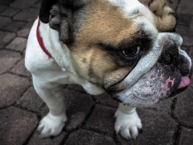 dibbert_violette_qhHj