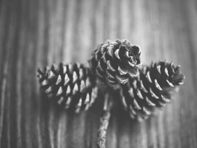 daphnee_oconnell_6D0n